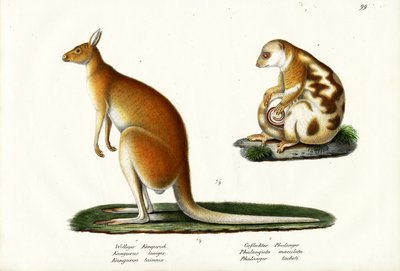 Kangaroo, 1824 by Karl Joseph Brodtmann